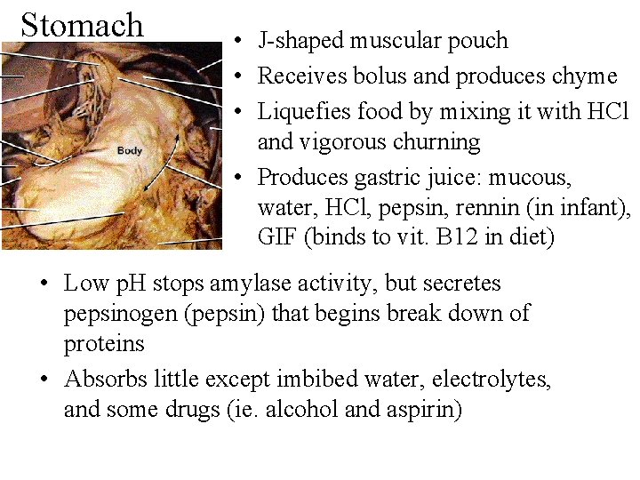 Stomach • J-shaped muscular pouch • Receives bolus and produces chyme • Liquefies food