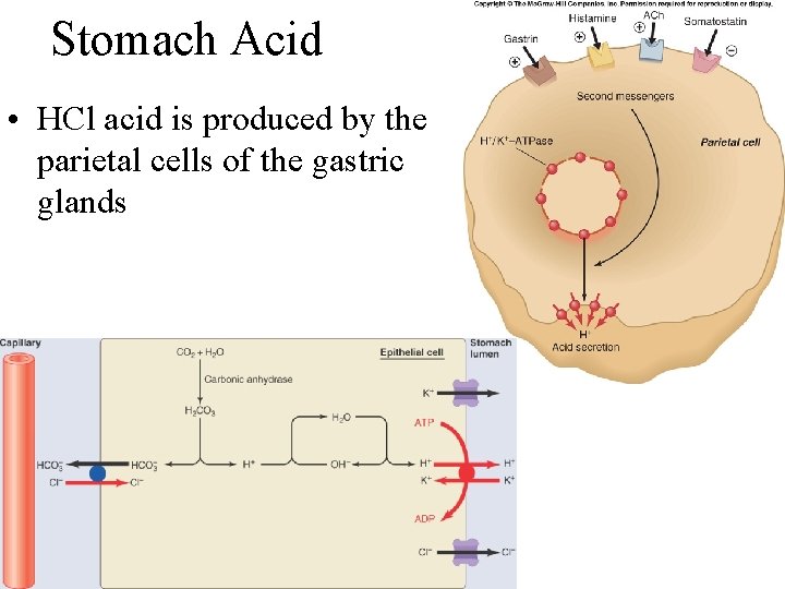Stomach Acid • HCl acid is produced by the parietal cells of the gastric