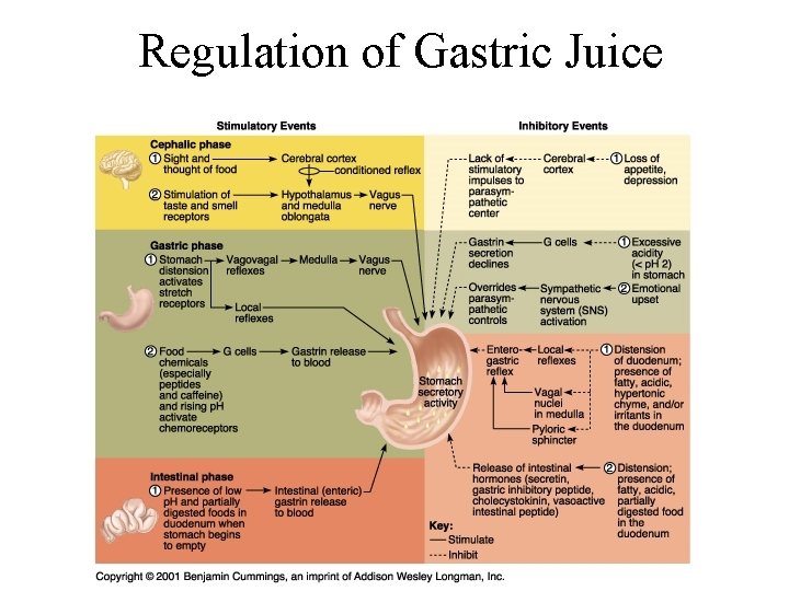 Regulation of Gastric Juice 