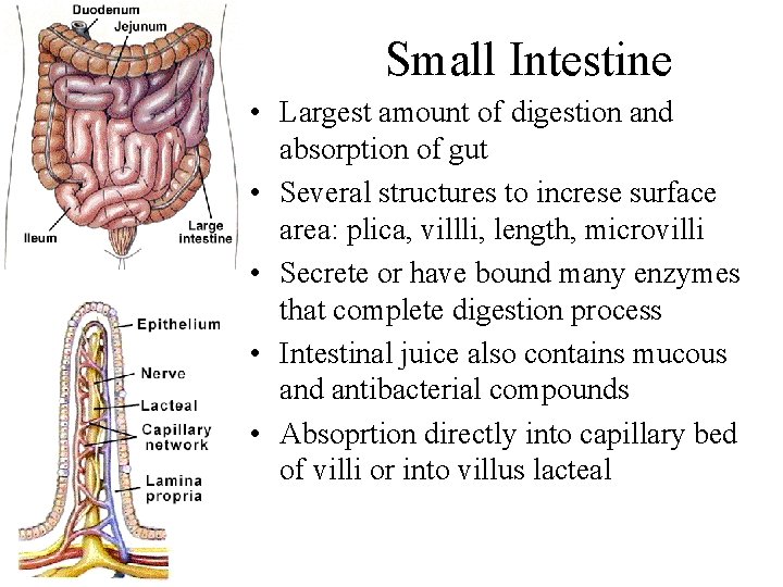Small Intestine • Largest amount of digestion and absorption of gut • Several structures