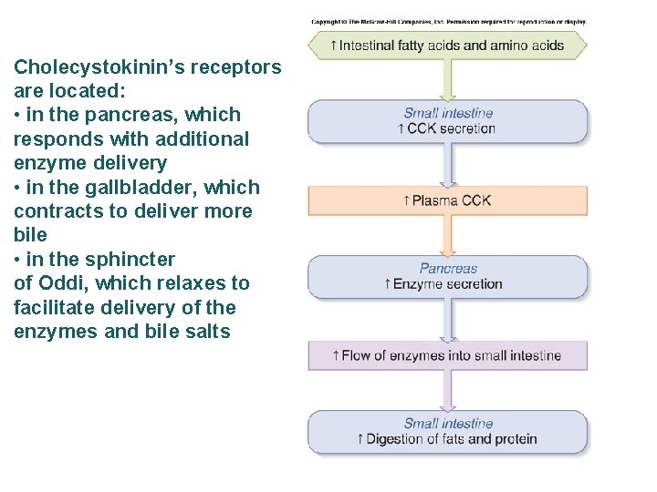 Cholecystokinin’s receptors are located: • in the pancreas, which responds with additional enzyme delivery