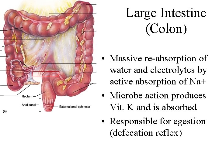 Large Intestine (Colon) • Massive re-absorption of water and electrolytes by active absorption of