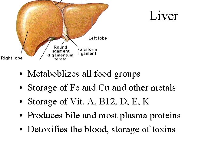 Liver • • • Metaboblizes all food groups Storage of Fe and Cu and