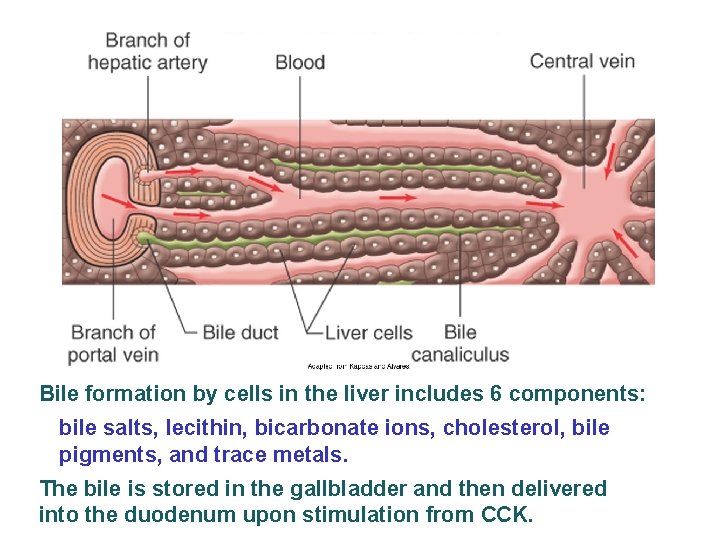 Bile formation by cells in the liver includes 6 components: bile salts, lecithin, bicarbonate