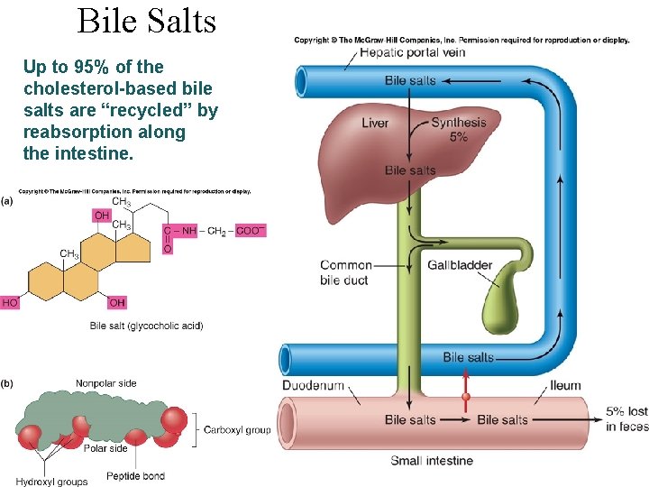 Bile Salts Up to 95% of the cholesterol-based bile salts are “recycled” by reabsorption