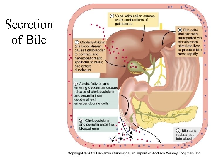 Secretion of Bile 