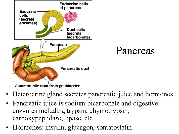 Pancreas • Heterocrine gland secretes pancreatic juice and hormones • Pancreatic juice is sodium