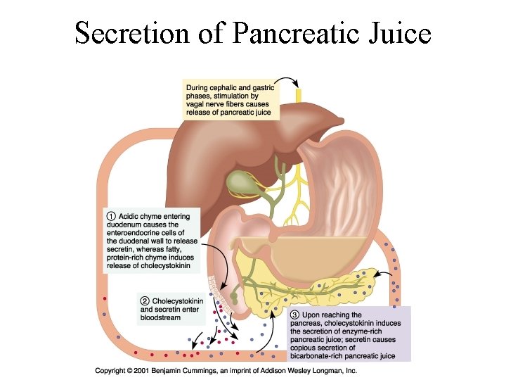 Secretion of Pancreatic Juice 