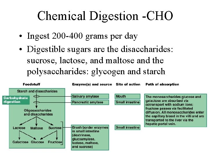 Chemical Digestion -CHO • Ingest 200 -400 grams per day • Digestible sugars are
