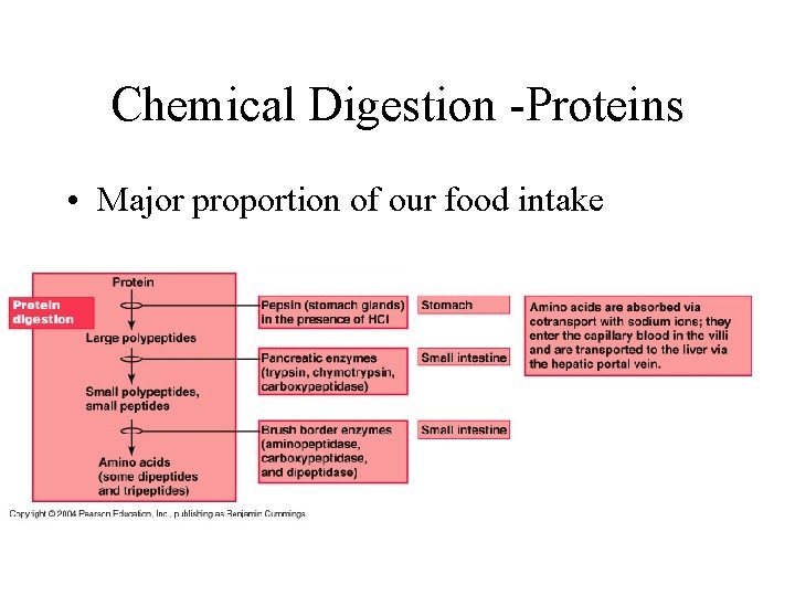 Chemical Digestion -Proteins • Major proportion of our food intake 