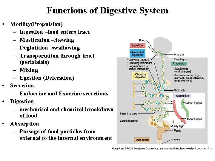 Functions of Digestive System • Motility(Propulsion) – Ingestion –food enters tract – Mastication -chewing