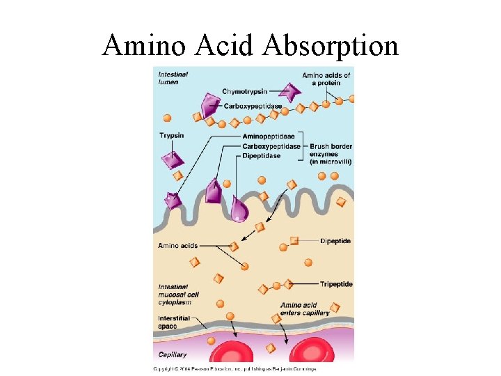 Amino Acid Absorption 