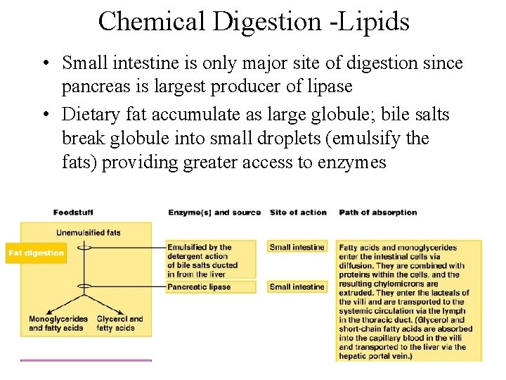 Chemical Digestion -Lipids • Small intestine is only major site of digestion since pancreas