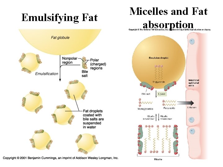Emulsifying Fat Micelles and Fat absorption 