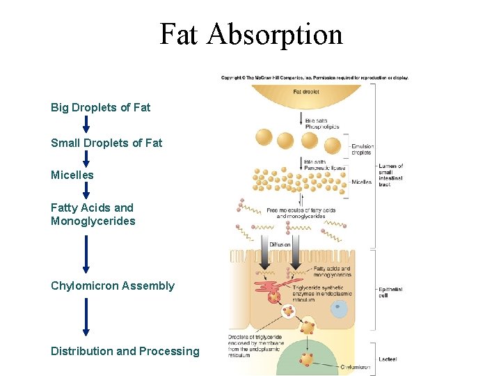 Fat Absorption Big Droplets of Fat Small Droplets of Fat Micelles Fatty Acids and