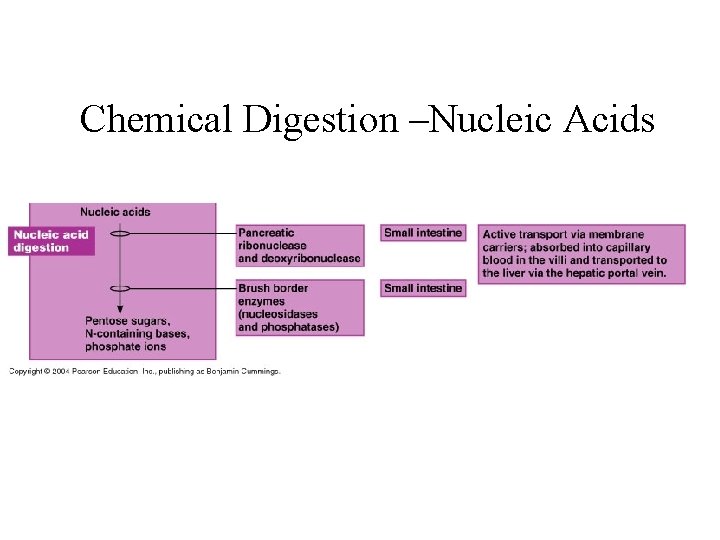 Chemical Digestion –Nucleic Acids 