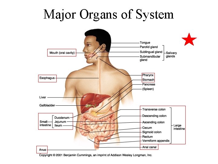 Major Organs of System 