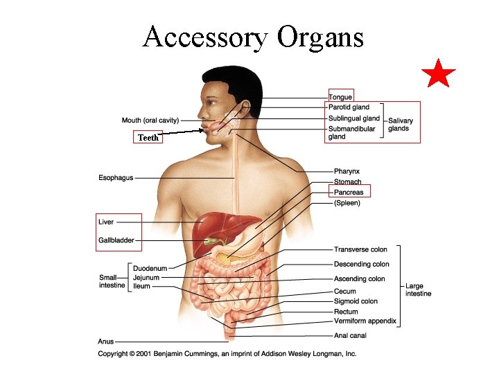 Accessory Organs Teeth 