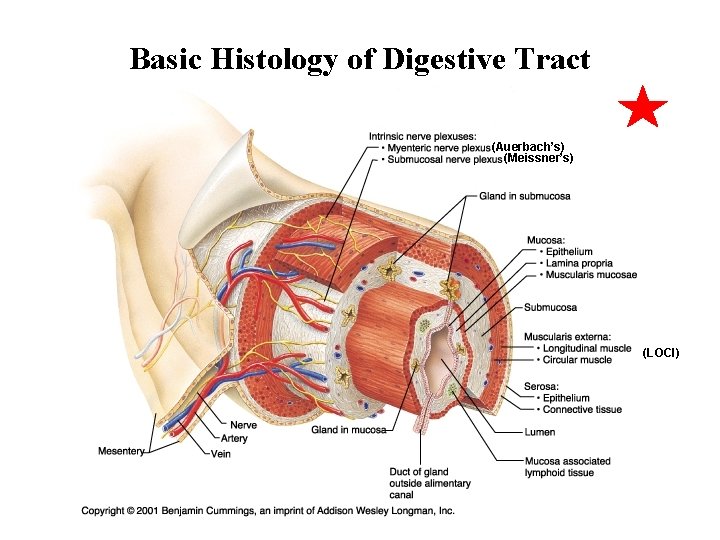Basic Histology of Digestive Tract (Auerbach’s) (Meissner’s) (LOCI) 