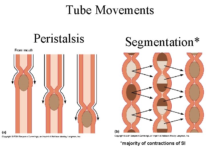 Tube Movements Peristalsis Segmentation* *majority of contractions of SI 