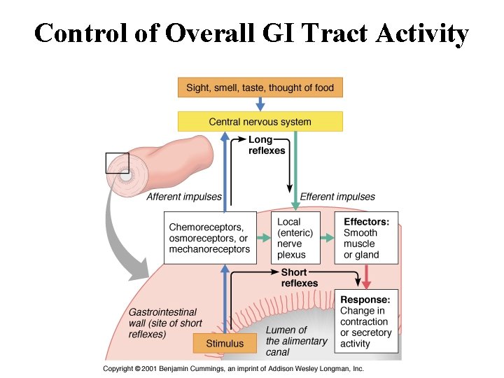 Control of Overall GI Tract Activity 