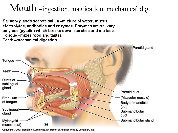 Mouth –ingestion, mastication, mechanical dig. Salivary glands secrete saliva –mixture of water, mucus, electrolytes,