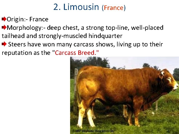 2. Limousin (France) Origin: - France Morphology: - deep chest, a strong top-line, well-placed