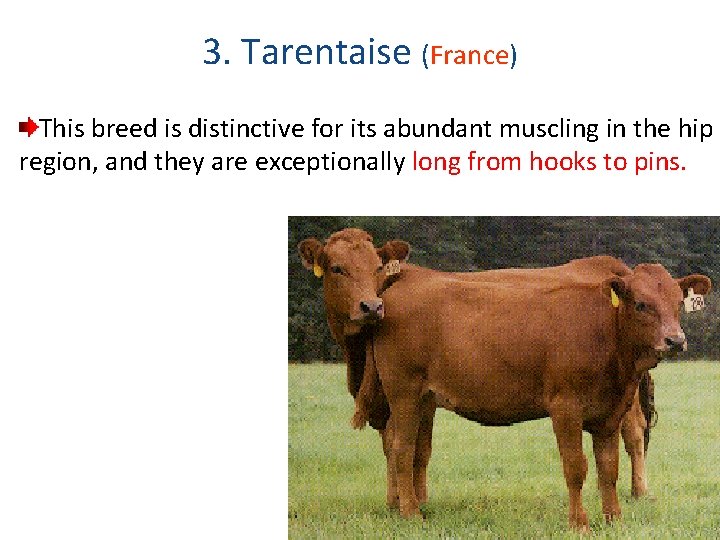 3. Tarentaise (France) This breed is distinctive for its abundant muscling in the hip