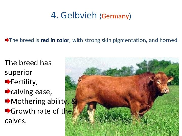 4. Gelbvieh (Germany) The breed is red in color, with strong skin pigmentation, and