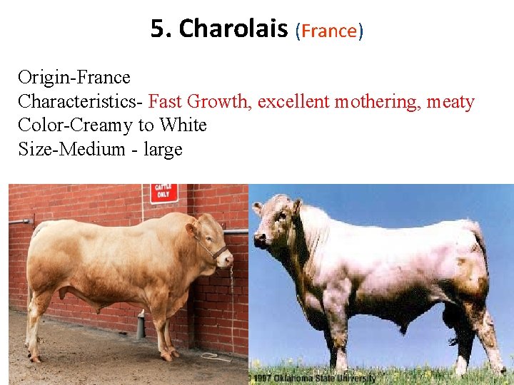 5. Charolais (France) Origin-France Characteristics- Fast Growth, excellent mothering, meaty Color-Creamy to White Size-Medium