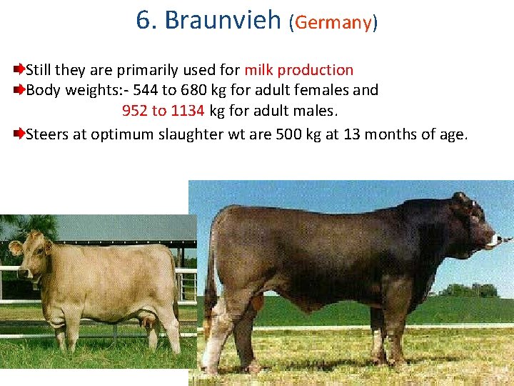 6. Braunvieh (Germany) Still they are primarily used for milk production Body weights: -