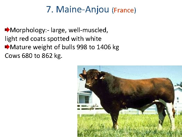 7. Maine-Anjou (France) Morphology: - large, well-muscled, light red coats spotted with white Mature