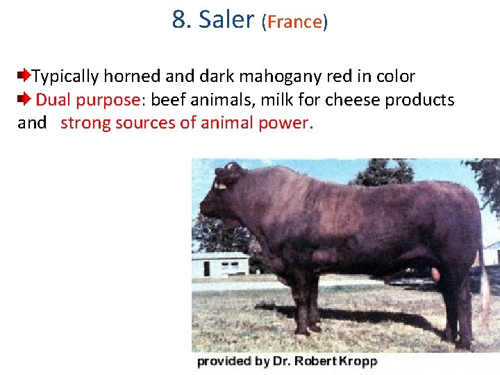 8. Saler (France) Typically horned and dark mahogany red in color Dual purpose: beef