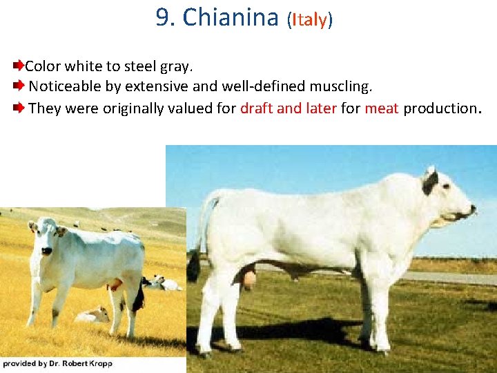 9. Chianina (Italy) Color white to steel gray. Noticeable by extensive and well-defined muscling.