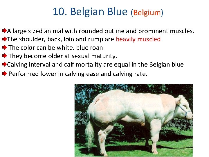 10. Belgian Blue (Belgium) A large sized animal with rounded outline and prominent muscles.