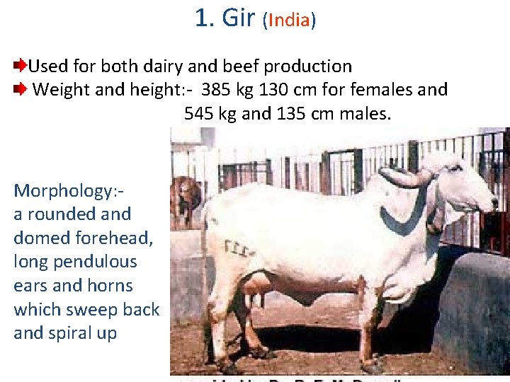 1. Gir (India) Used for both dairy and beef production Weight and height: -