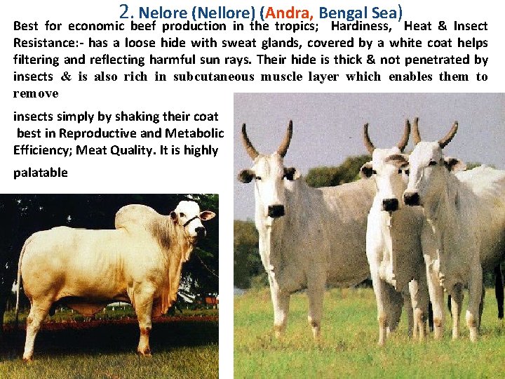 2. Nelore (Nellore) (Andra, Bengal Sea) Best for economic beef production in the tropics;