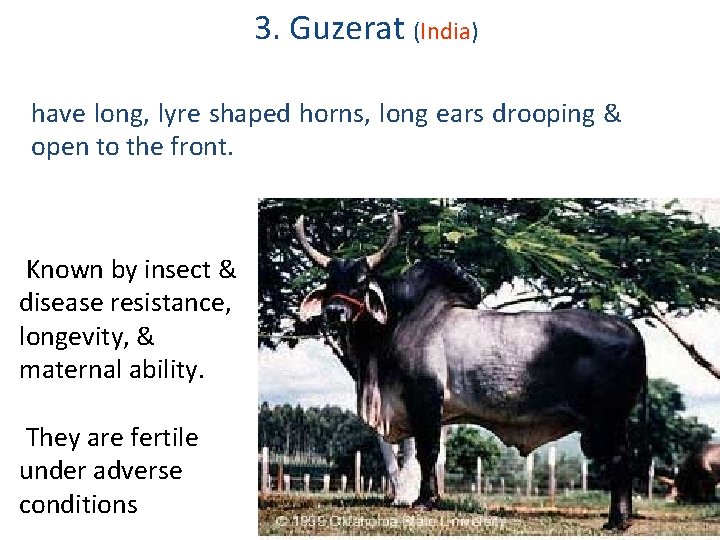 3. Guzerat (India) have long, lyre shaped horns, long ears drooping & open to