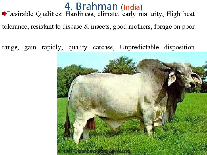 4. Brahman (India) Desirable Qualities: Hardiness, climate, early maturity, High heat tolerance, resistant to
