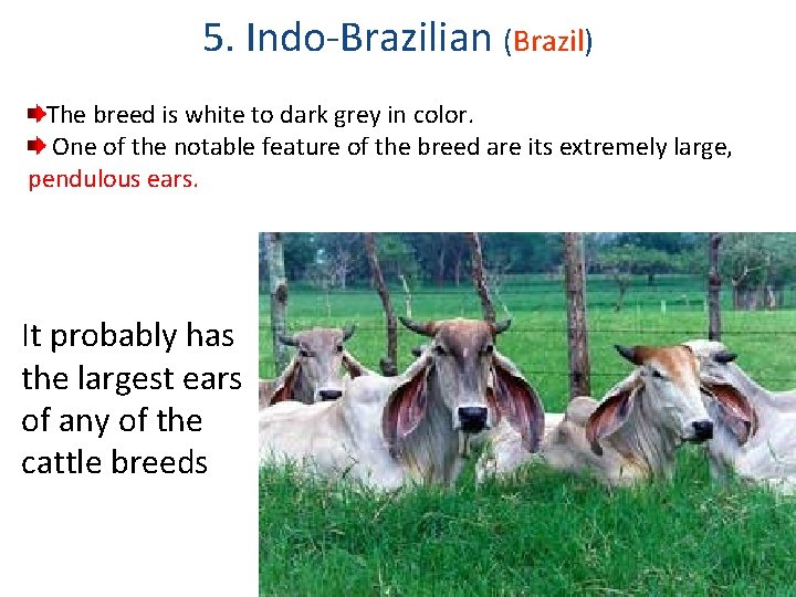 5. Indo-Brazilian (Brazil) The breed is white to dark grey in color. One of