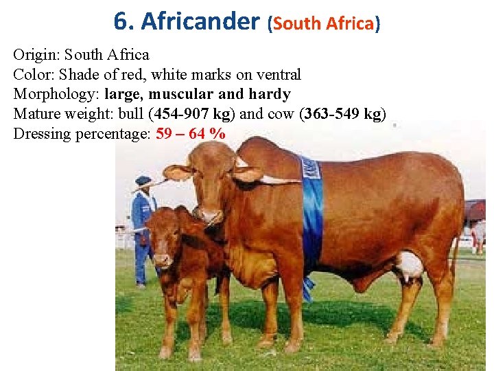 6. Africander (South Africa) Origin: South Africa Color: Shade of red, white marks on