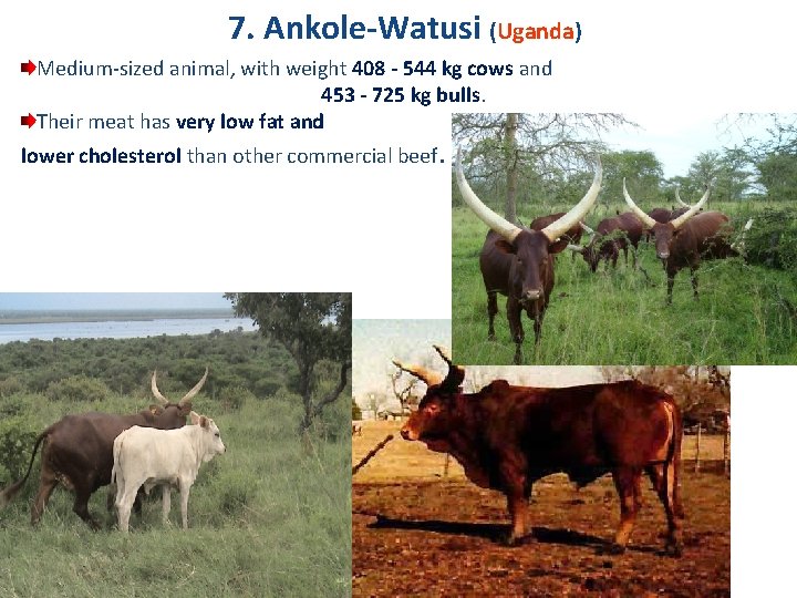 7. Ankole-Watusi (Uganda) Medium-sized animal, with weight 408 - 544 kg cows and 453