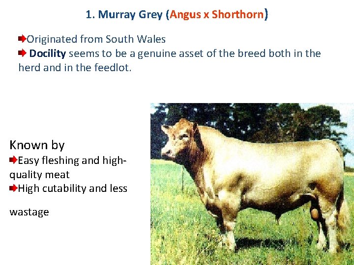 1. Murray Grey (Angus x Shorthorn) Originated from South Wales Docility seems to be