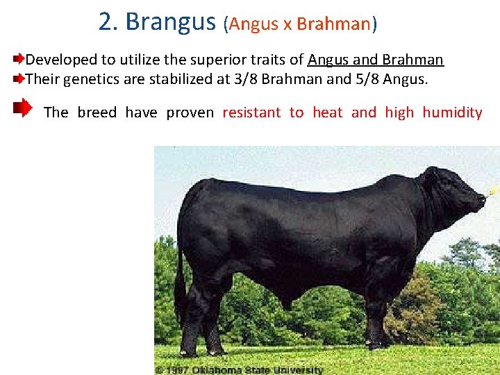 2. Brangus (Angus x Brahman) Developed to utilize the superior traits of Angus and