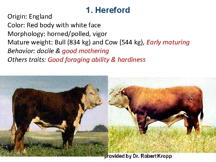 1. Hereford Origin: England Color: Red body with white face Morphology: horned/polled, vigor Mature