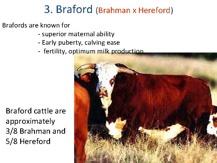 3. Braford (Brahman x Hereford) Brafords are known for - superior maternal ability -