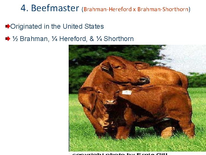 4. Beefmaster (Brahman-Hereford x Brahman-Shorthorn) Originated in the United States ½ Brahman, ¼ Hereford,