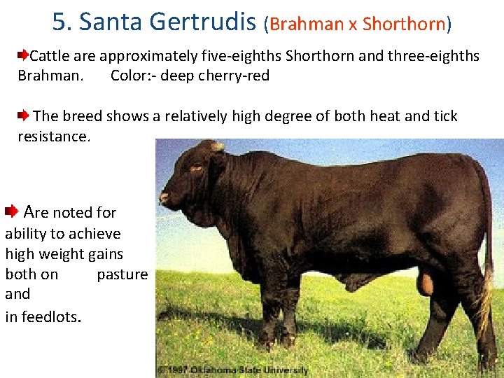 5. Santa Gertrudis (Brahman x Shorthorn) Cattle are approximately five-eighths Shorthorn and three-eighths Brahman.