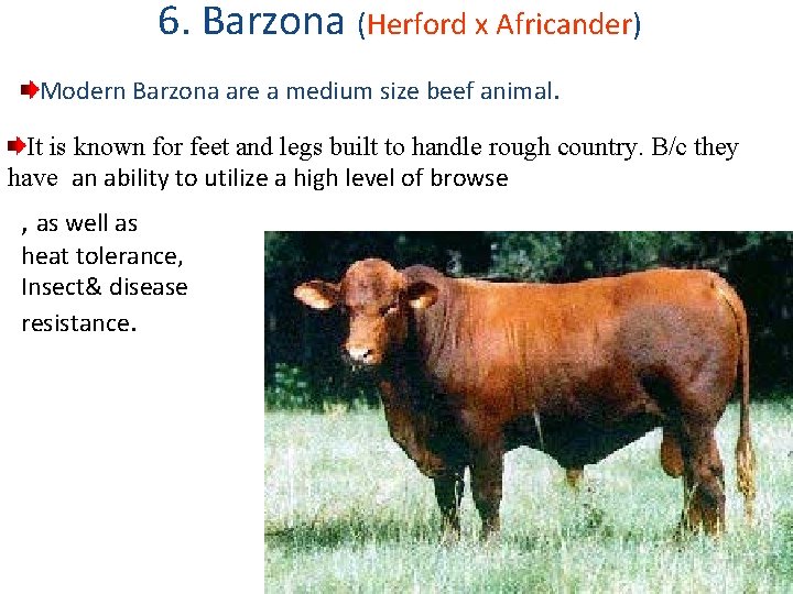6. Barzona (Herford x Africander) Modern Barzona are a medium size beef animal. It