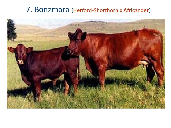 7. Bonzmara (Herford-Shorthorn x Africander) 